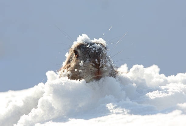 snow day groundhog